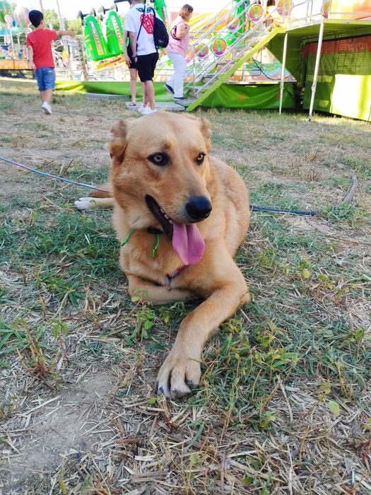 Irmãos para Adoção Conjunta