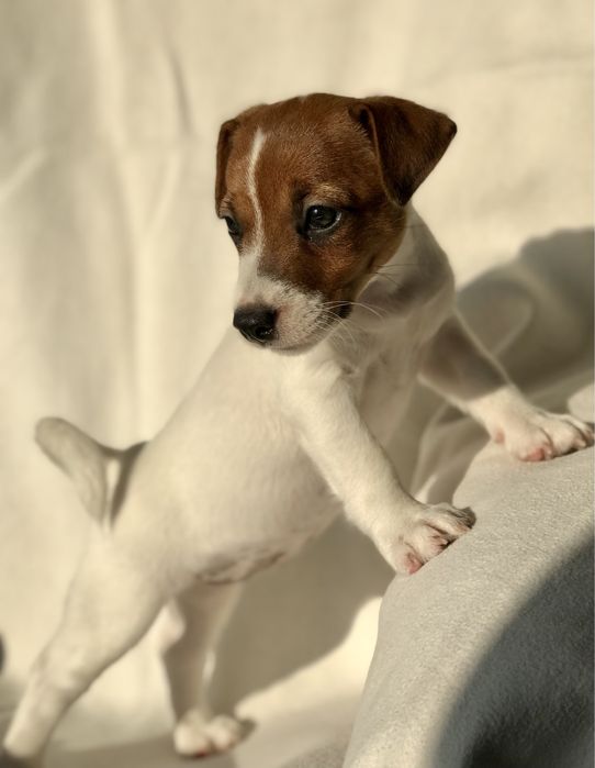 Шикарная  Девочка КСУ Питомник