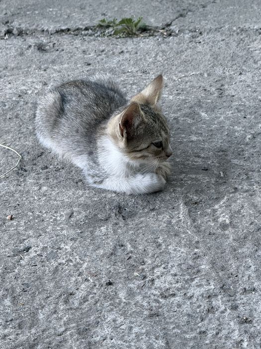 Віддам у добрі руки малюків