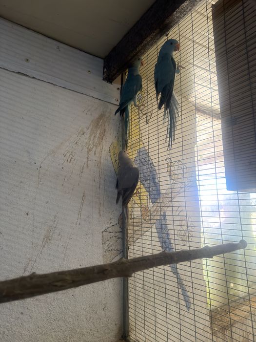 Vendo lote de aves ou troco