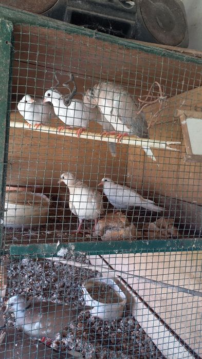 Rolinhas mansas de gaiola ou de rua