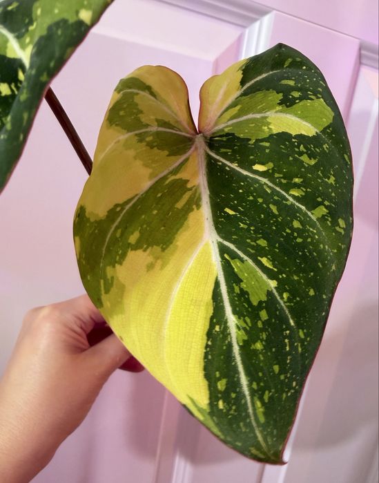 Philodendron Gloriosum Tricolor