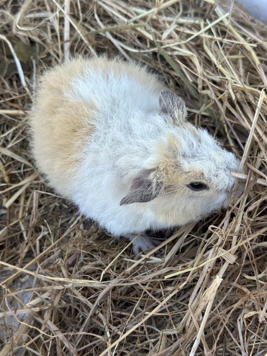 Us teddy, várias cores