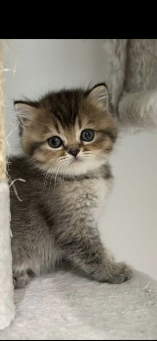 British Shorthair