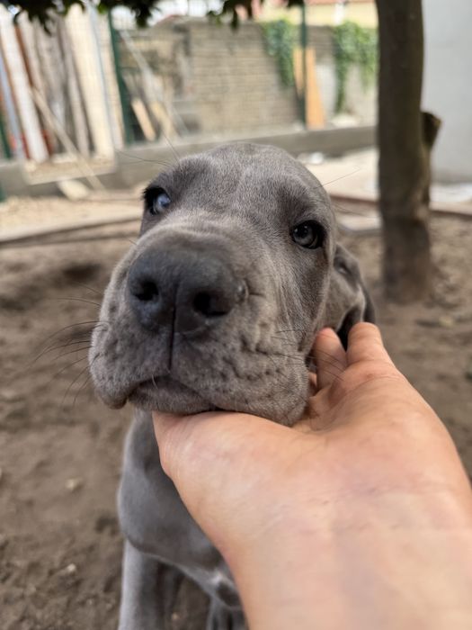 Dogue  alemao azul femea