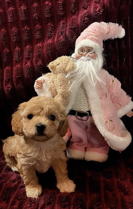 Мамо я тебе чекаю