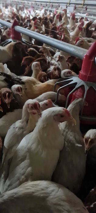 Kury nioski mlode z pierwszym jajkiem Rosa leghorn dominant