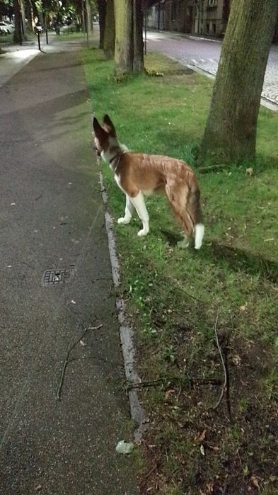 Oddam psa mieszaniec owczarka niemieckiego