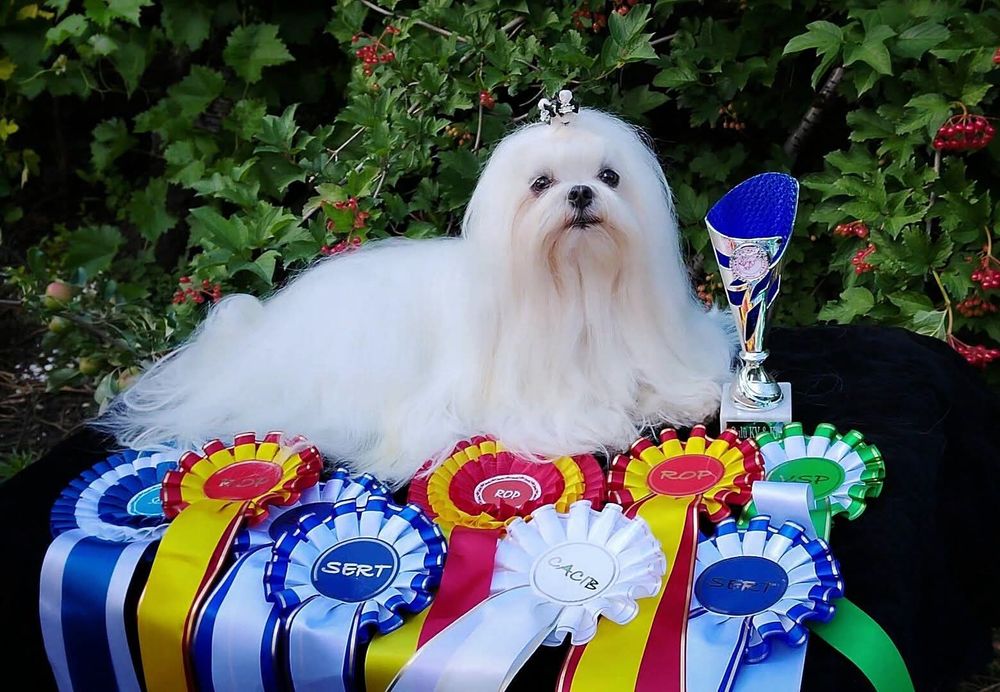 Пропонується хлопчик мальтезе FCI для в'язки