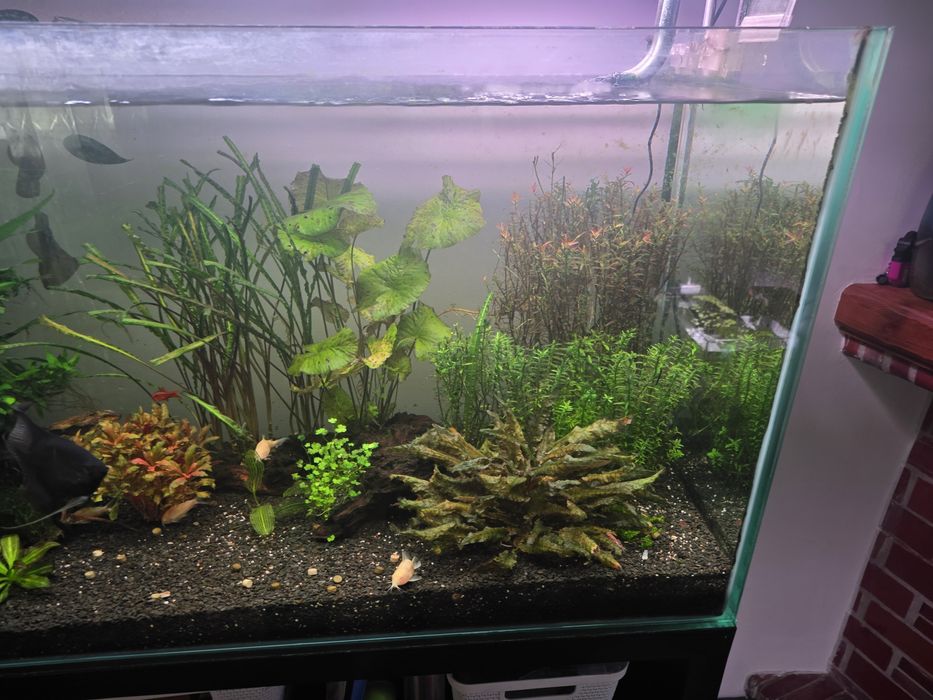 Aquario com acessorios
