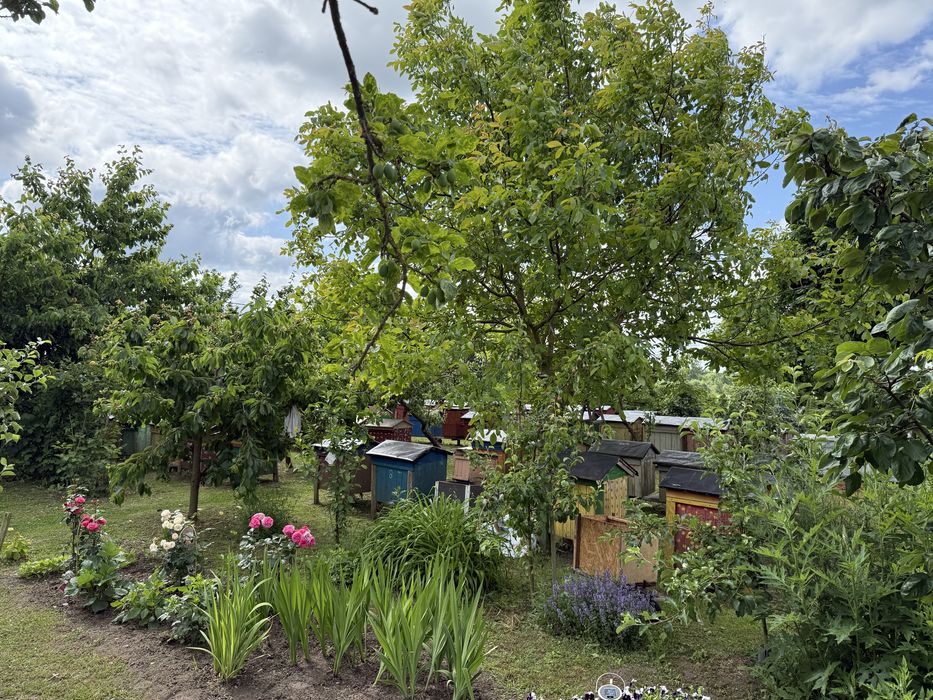 Miód Rzepakowy z polskiej pasieki