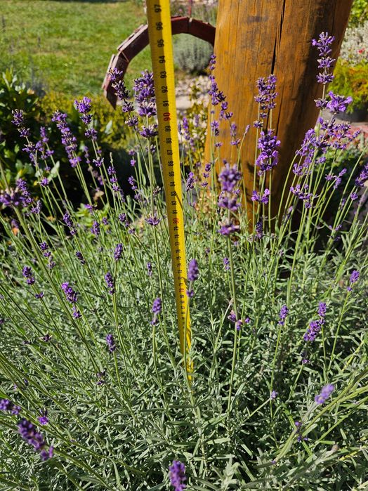 lawenda wąskolistna w doniczce
