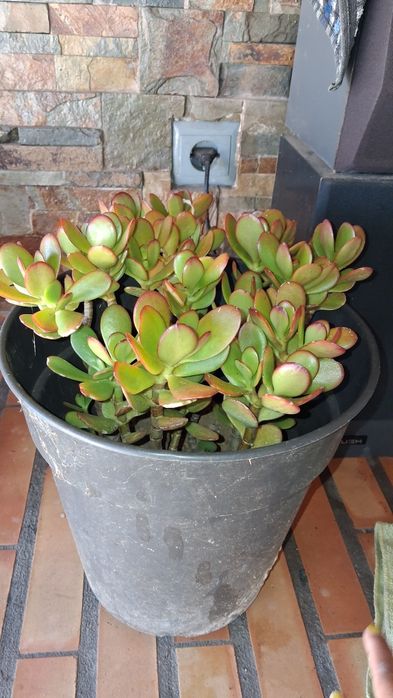 Planta  Flor natural suculenta em vaso redondo