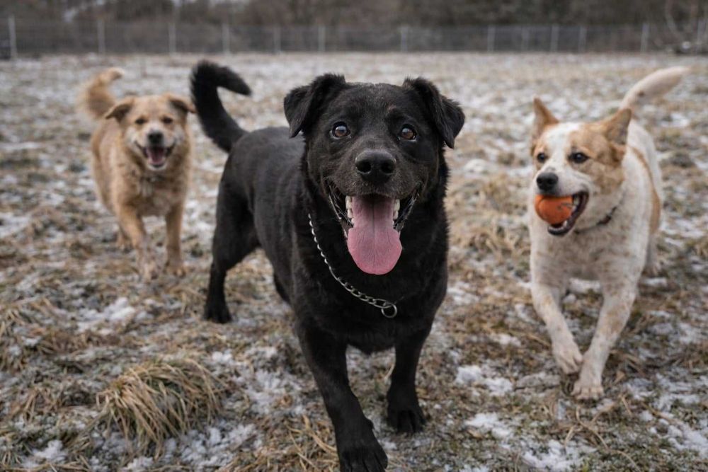 Duży, wesoły Jackson (8 lat) – gotowy do zamieszkania w domu