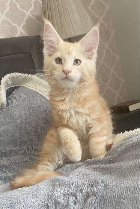 Rudy srebrzysty kocurek maine coon HULTAJ Enklawa*PL