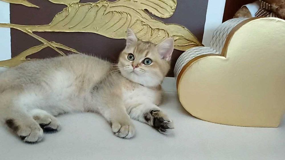 Шотландські хлопчики золоті шиншилки. Кошенята чистокровні .