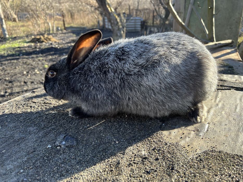 Полтавське срібло, Бургундія, голубий строкач
