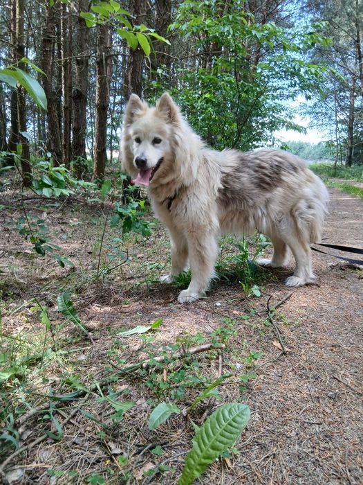 AZULA – piękna jak samojed, wierna jak najlepszy przyjaciel