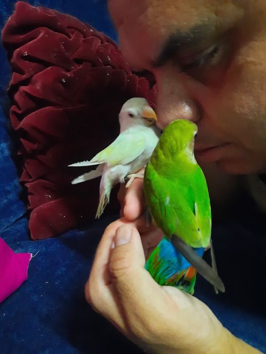 Ola lindos passarinhos para cedência