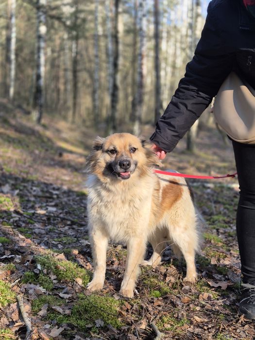 Puchata koleżanka Idzia szuka swojej rodziny