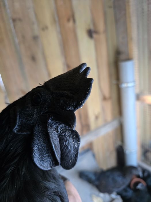 Ayam Cemani  jaja lęgowe