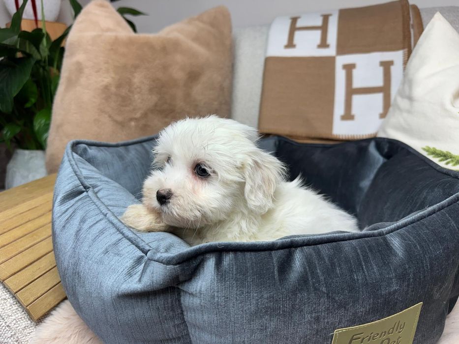 maltanczyk szczeniak