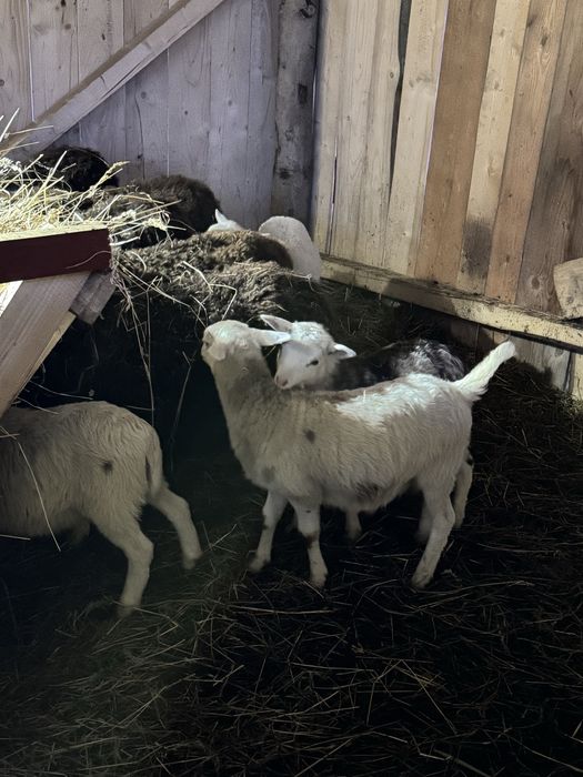 Овечки і баранчики продам