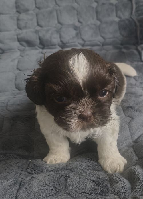 Chłopiec shihtzu z rodowodem