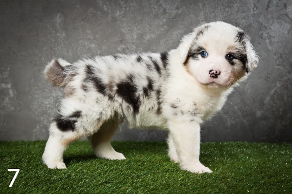 Owczarek australijski - piesek Blue Merle