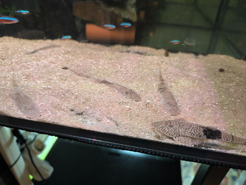 Aphitanos Real Venezuela