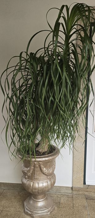 Lindíssima planta "Pata de elefante "