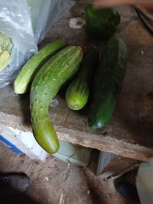 LEGUMES, da nInha ,horta