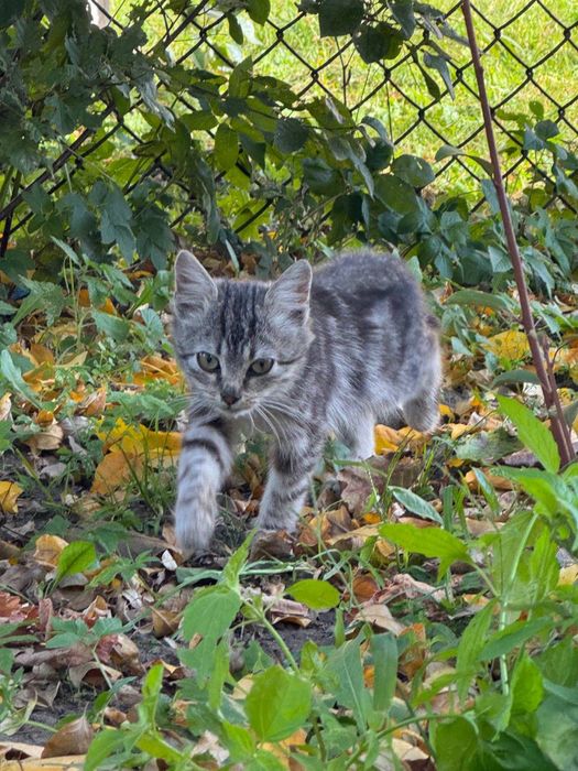 Кошеня безкоштовно