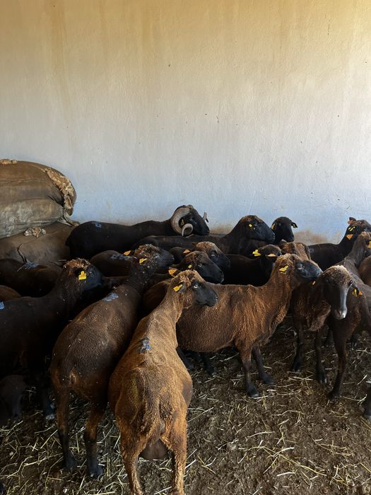 Lote/Rebanho ovelhas merino & campaniças