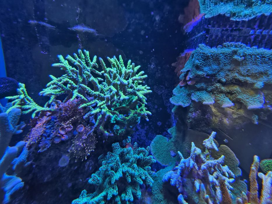 Anacropora koralowiec