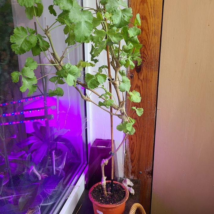Взрослая видовая пеларгония Gibbosum
