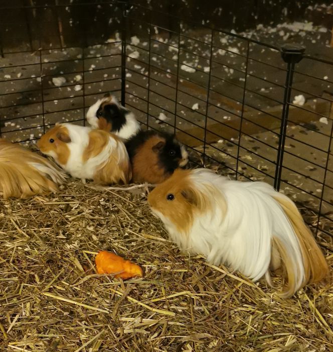 Młode świnki morskie szukają domu