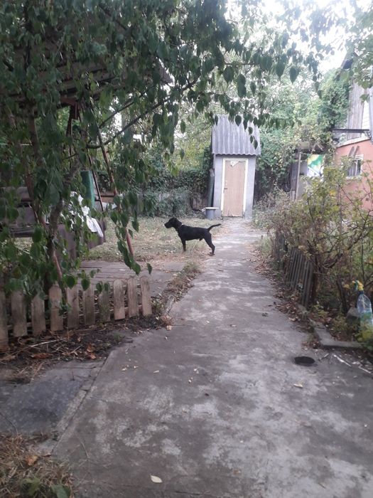 Ягдтерьер на вязку