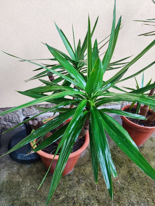 Yuca em vaso com várias medidas