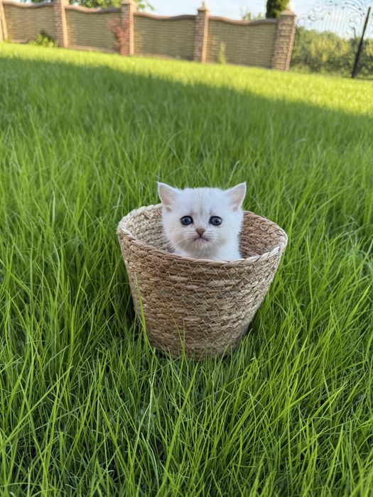 Кошеня срібна шиншила