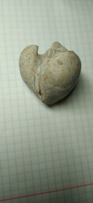 Скам'янілі ракушка у вигляді серця знайдена на Подільському  рифі