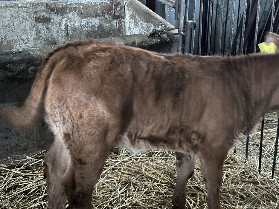 Jalowka Limousine 115kg