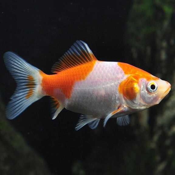 Karaś ozdobny 8-10cm (Carassius auratus) WYSYŁKA AKWAWIN różne odmiany barwne DO OCZKA STAWU