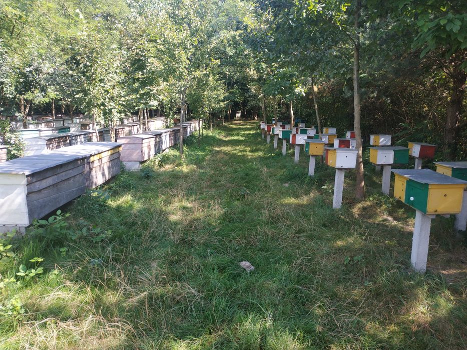 Бджоломатки, матка карпатка