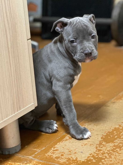 Дівчинка красуня АСТ американського стаффордширського тер'єра блакитна