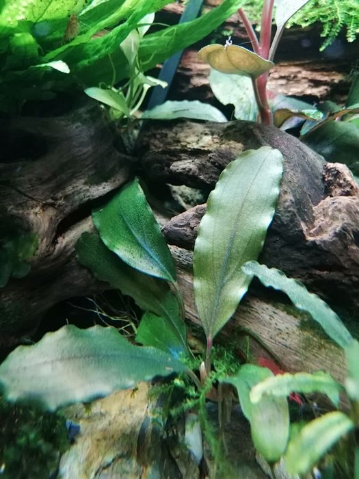 Bucephalandra 5 gatunków