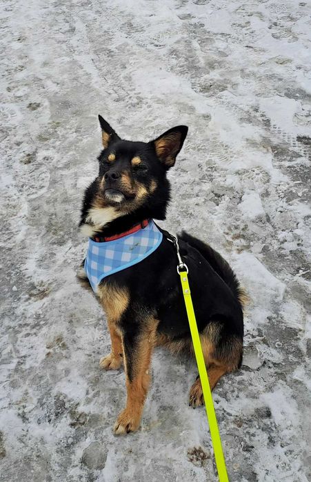 Malutki Tajson szuka dobrego domu