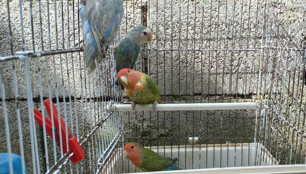 Agaponeis Roseicolins