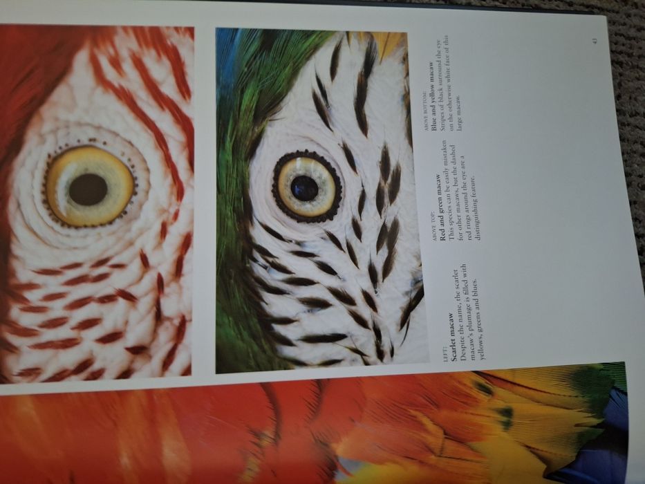 Książka Tropical Birds