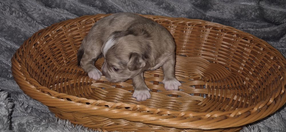 Chihuahua długowłosy  piesek  o wyjątkowym umaszczeniu Choco merle